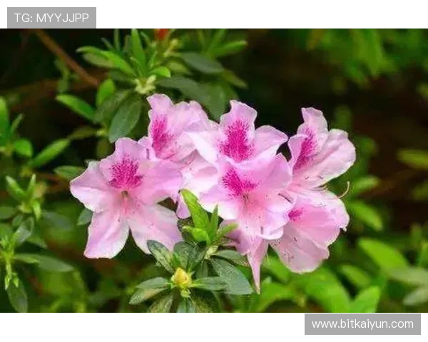 开运线上登陆带来的好运气与财运提升的实证分析